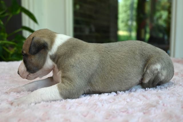 Whippet Puppies media 20