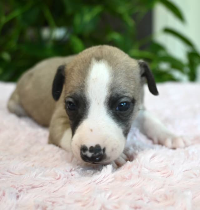 Whippet Puppies media 21