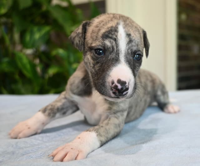Whippet Puppies media 22