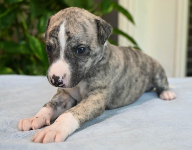 Whippet Puppies media 23