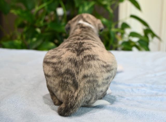 Whippet Puppies media 24