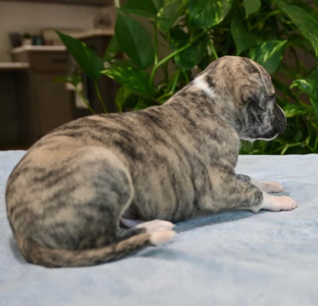 Whippet Puppies media 26