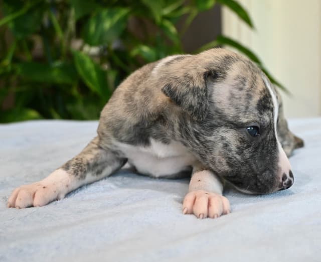 Whippet Puppies media 25