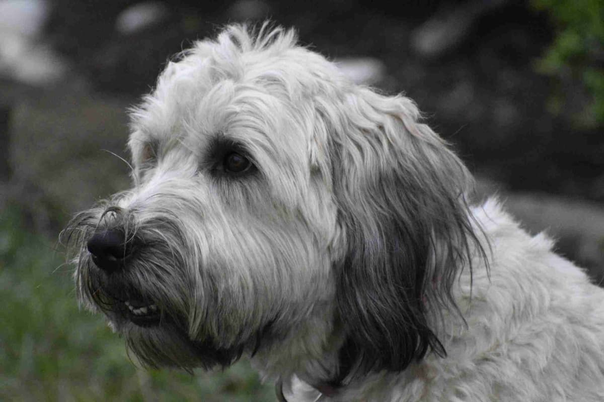 Soft Coated Wheaten Terrier Puppies breeder image 2