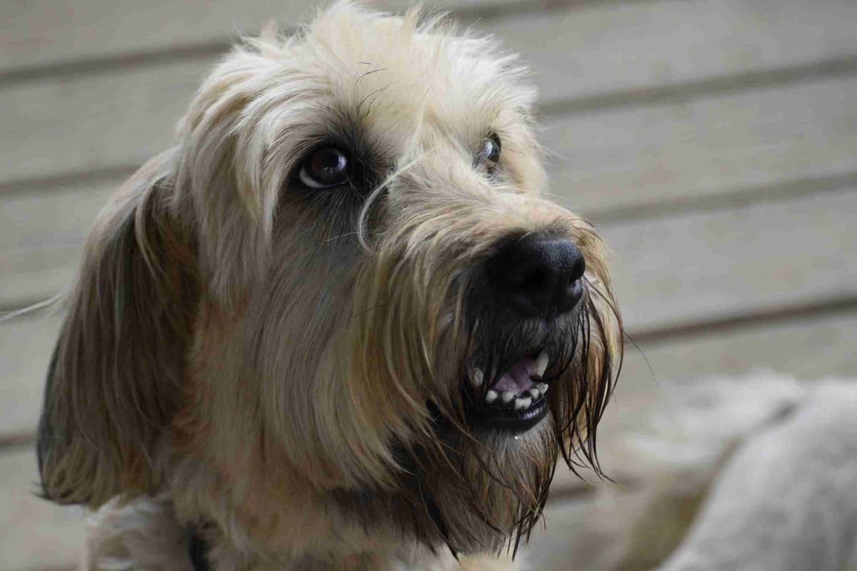 Soft Coated Wheaten Terrier Puppies breeder image 3