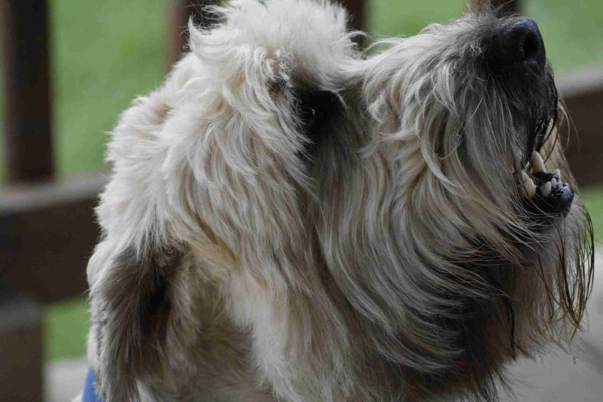 Soft Coated Wheaten Terrier Puppies breeder image 4