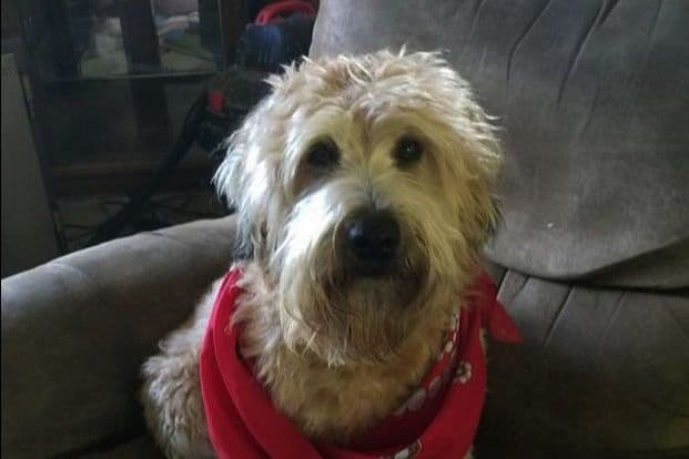 Soft Coated Wheaten Terrier Puppies breeder image 5