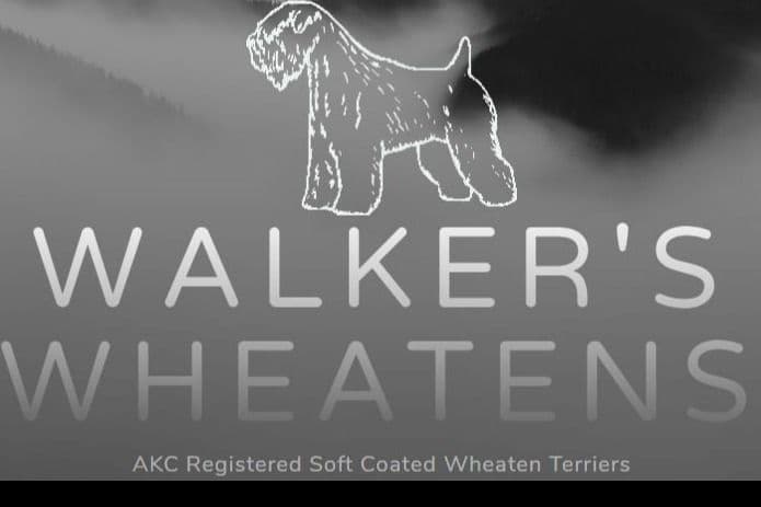 Soft Coated Wheaten Terrier Puppies breeder image 1