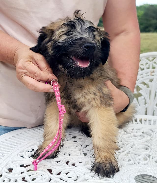 Soft Coated Wheaten Terrier Puppies media 2