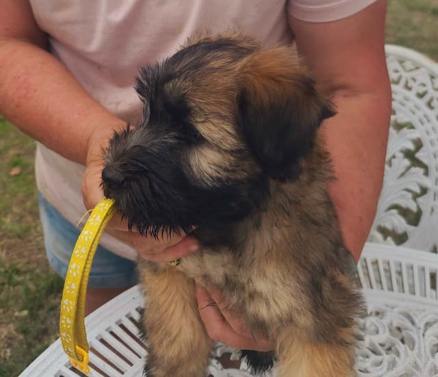 Soft Coated Wheaten Terrier Puppies media 3