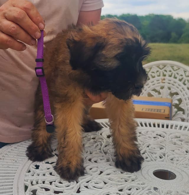 Soft Coated Wheaten Terrier Puppies media 4