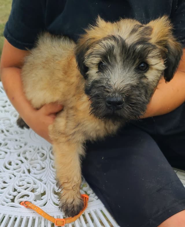 Soft Coated Wheaten Terrier Puppies media 5