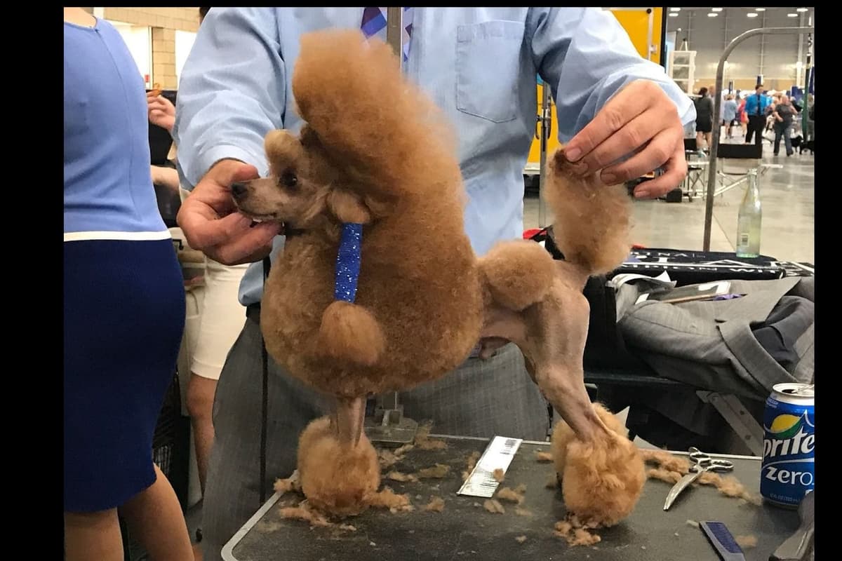 Poodle Puppies breeder image 1