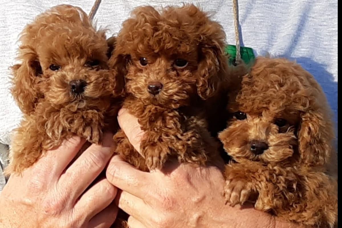 Poodle Puppies breeder image 4