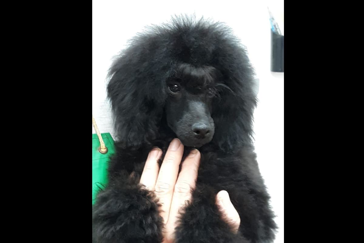 Poodle Puppies breeder image 5