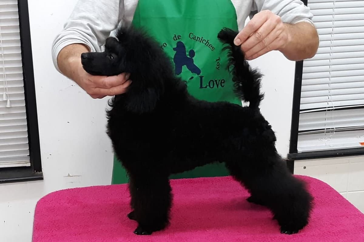 Poodle Puppies breeder image 6