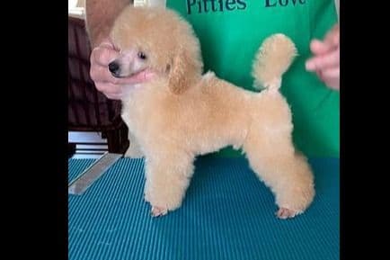 Poodle Puppies breeder image 7
