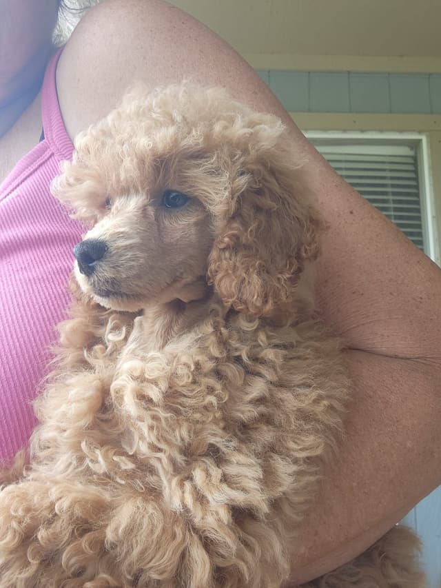Poodle Puppies media 2