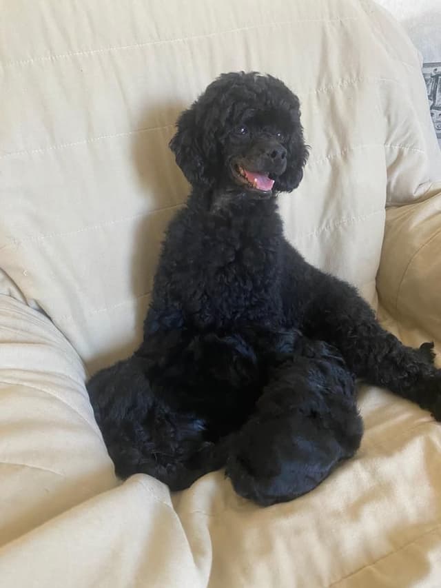 Poodle Puppies media 3