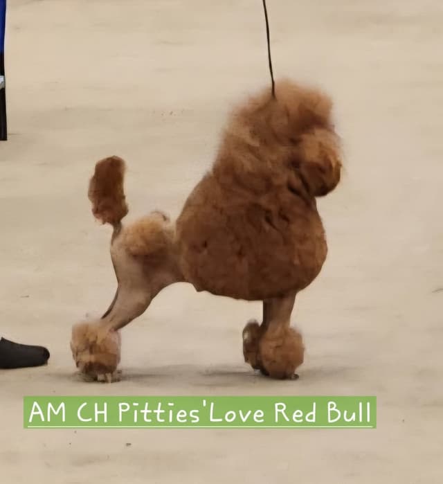 Poodle Puppies media 4