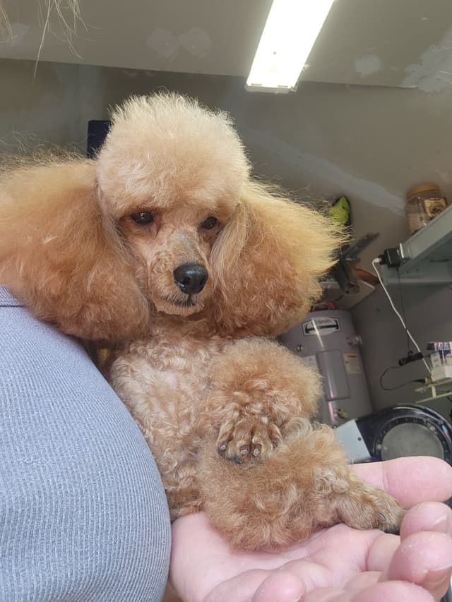 Poodle Puppies media 2