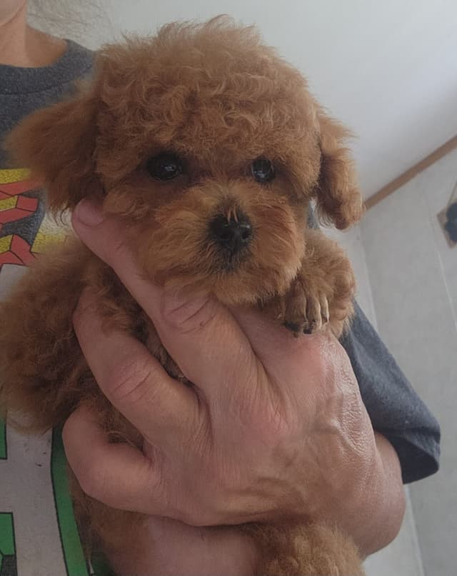 Poodle Puppies media 4