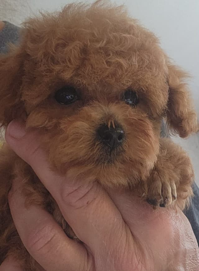Poodle Puppies media 3