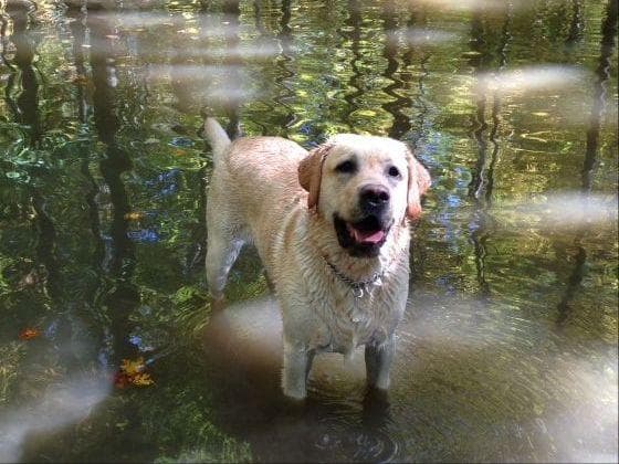 Labrador Retriever Puppies breeder image 3