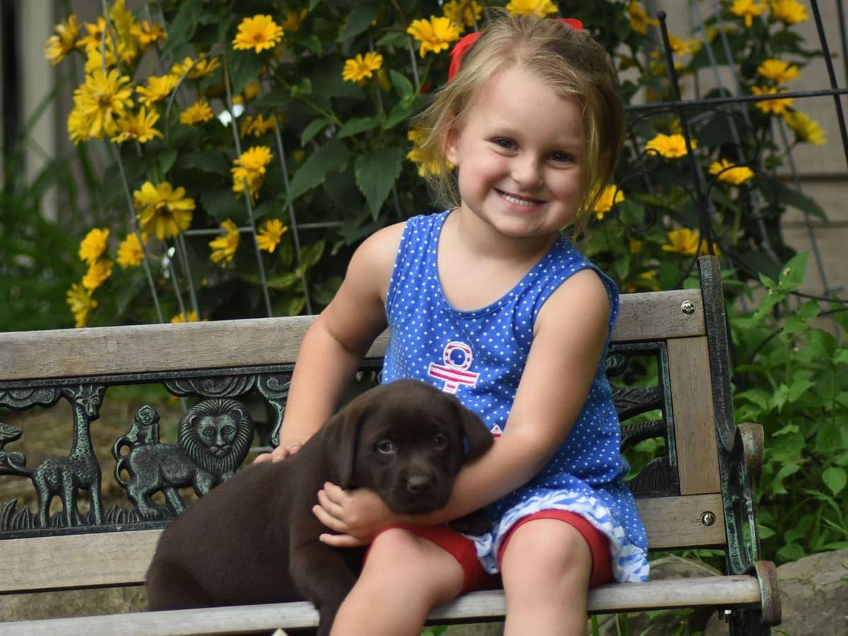 Labrador Retriever Puppies breeder image 4