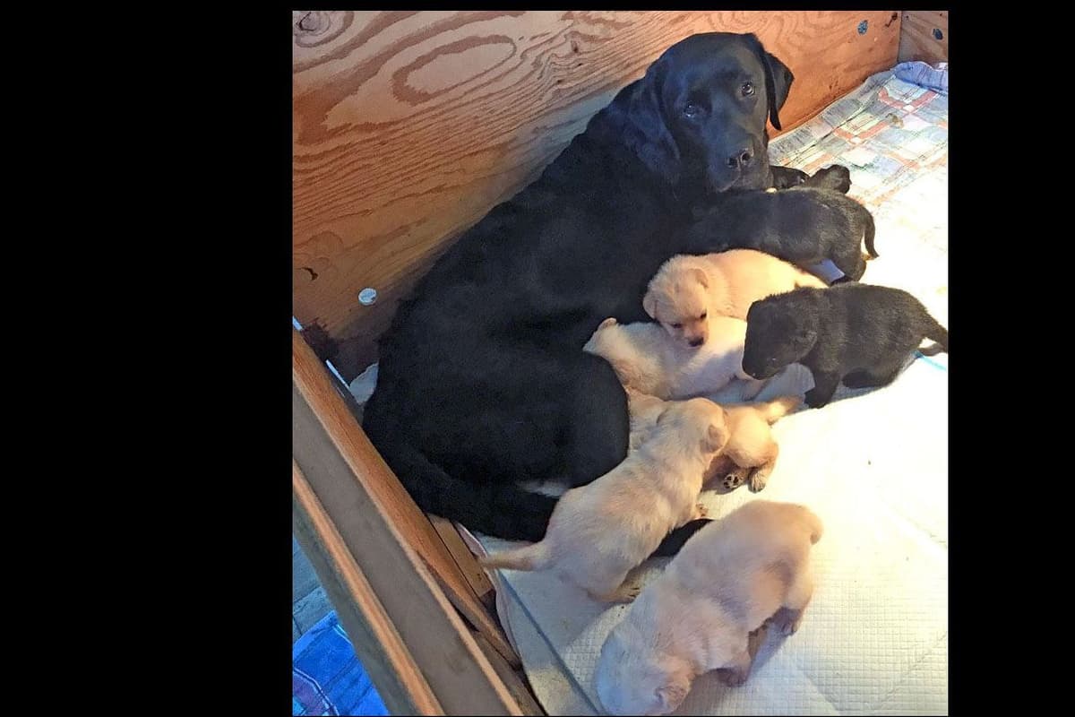 Labrador Retriever Puppies breeder image 2