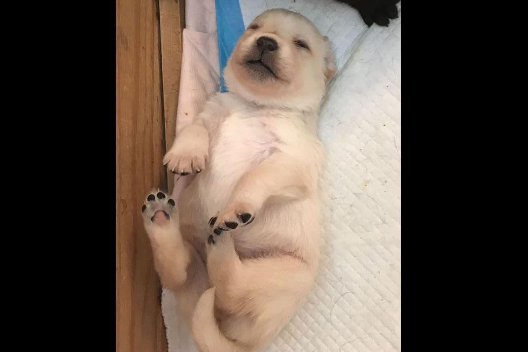Labrador Retriever Puppies breeder image 1