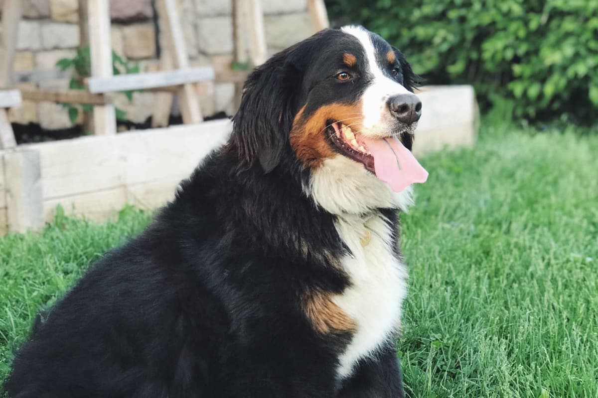 Bernese Mountain Dog Puppies breeder image 3