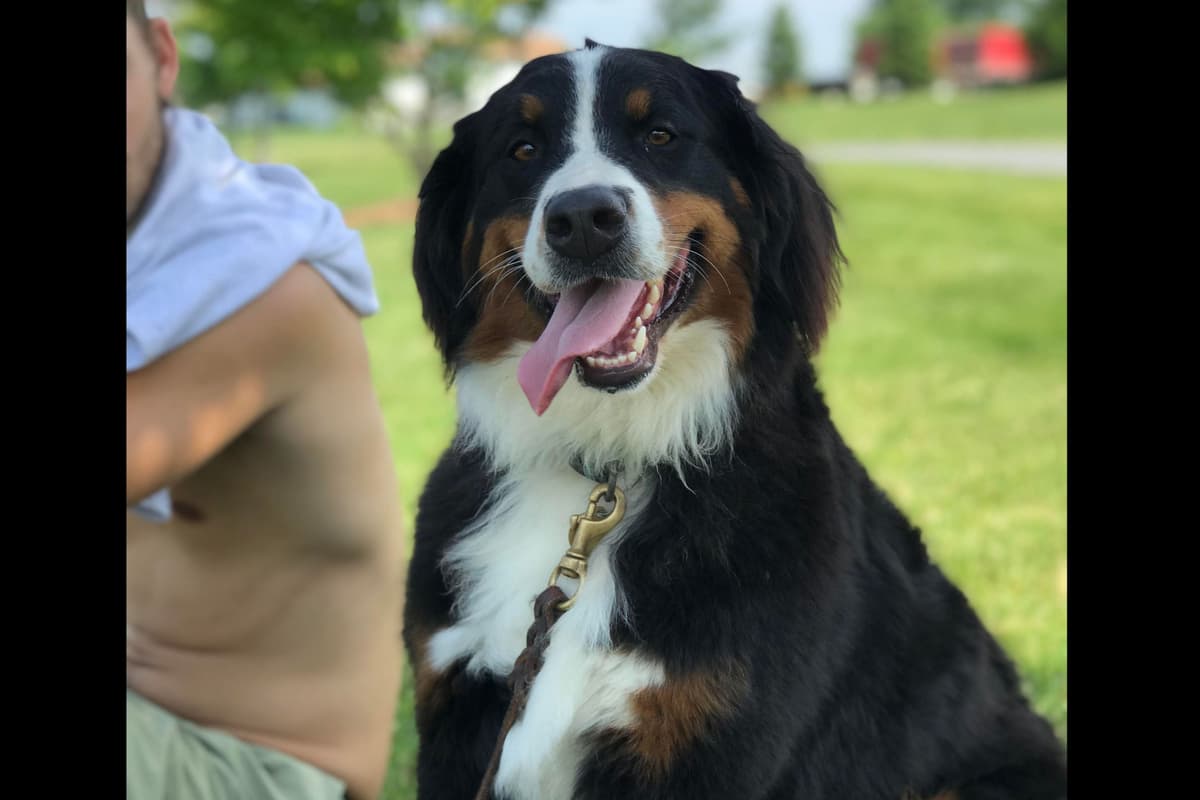 Bernese Mountain Dog Puppies breeder image 4