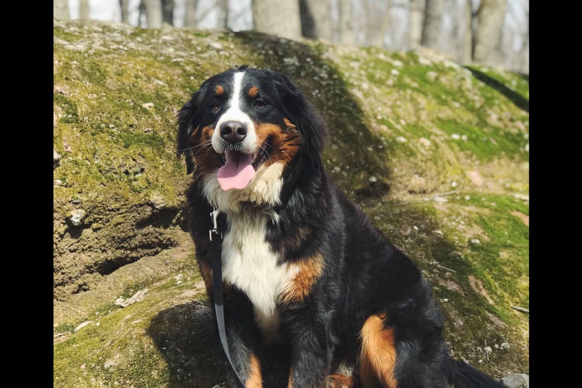 Bernese Mountain Dog Puppies breeder image 5