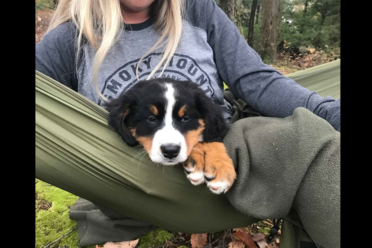 Bernese Mountain Dog Puppies breeder image 7