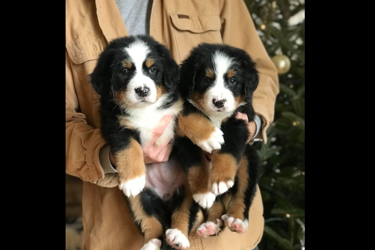 Bernese Mountain Dog Puppies breeder image 8