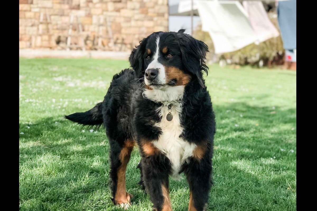 Bernese Mountain Dog Puppies breeder image 9