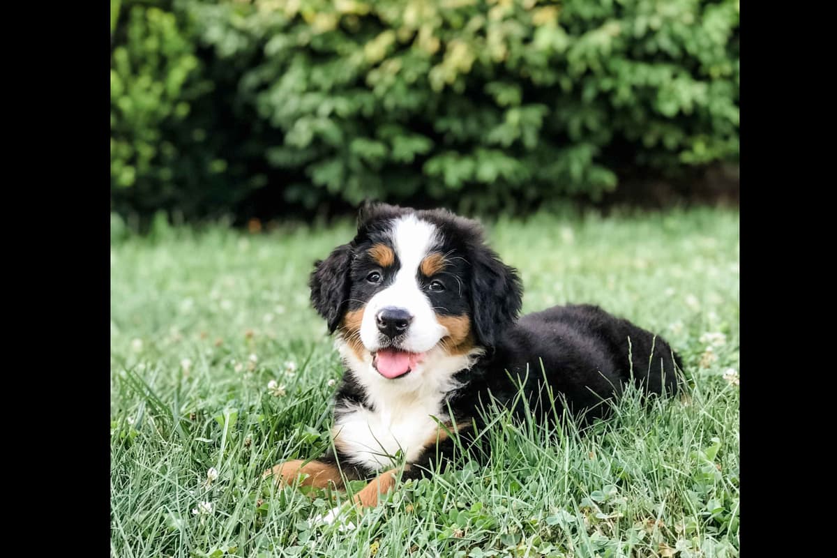 Bernese Mountain Dog Puppies breeder image 2