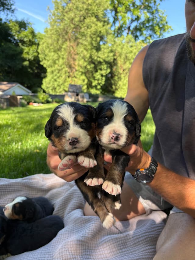 Bernese Mountain Dog Puppies media 2