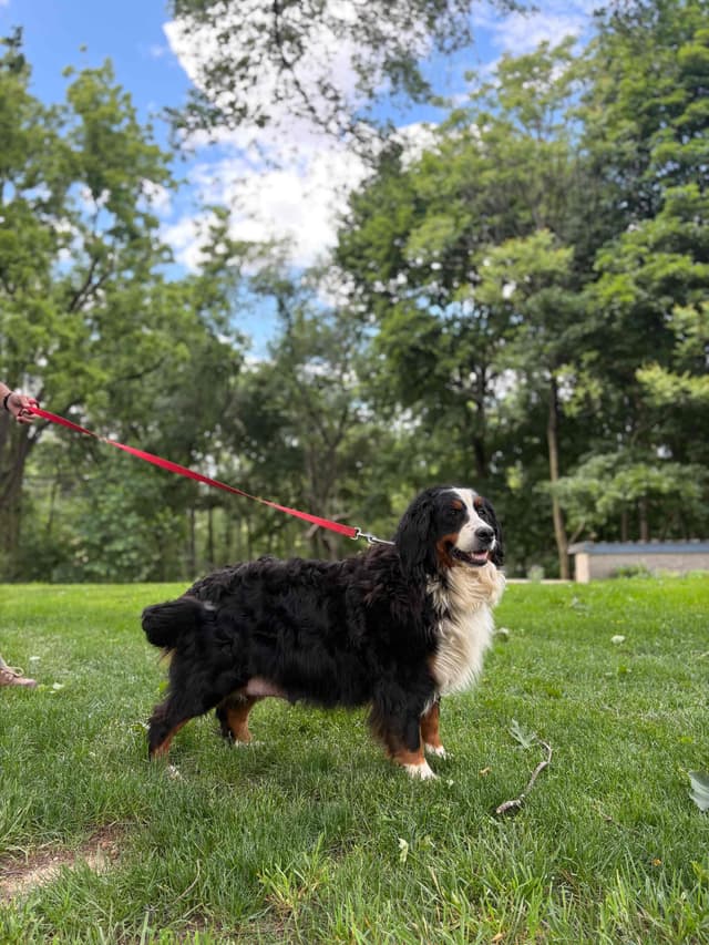 Bernese Mountain Dog Puppies media 4