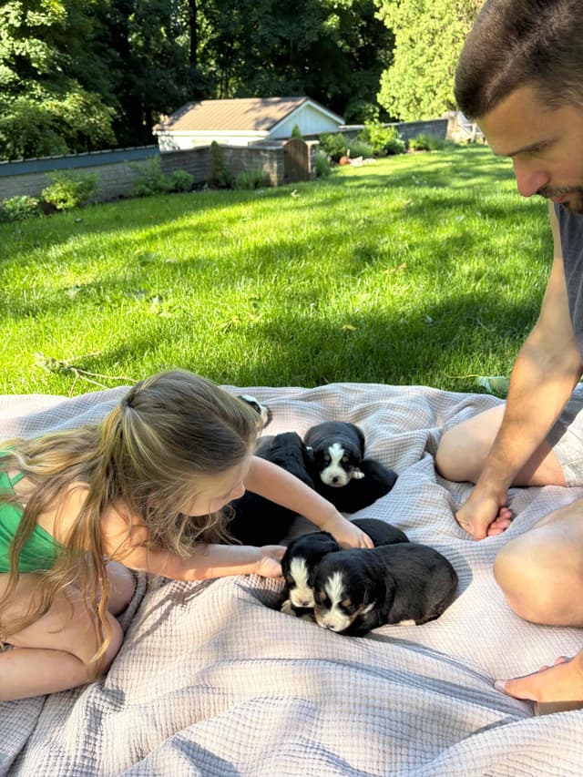 Bernese Mountain Dog Puppies media 3
