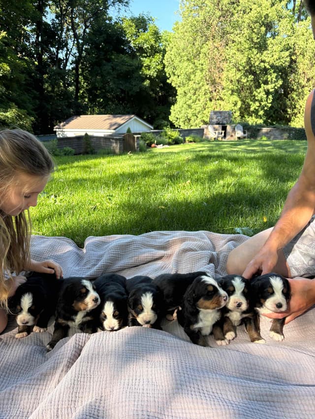 Bernese Mountain Dog Puppies media 6