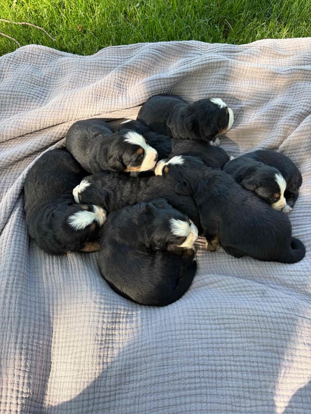 Bernese Mountain Dog Puppies media 8