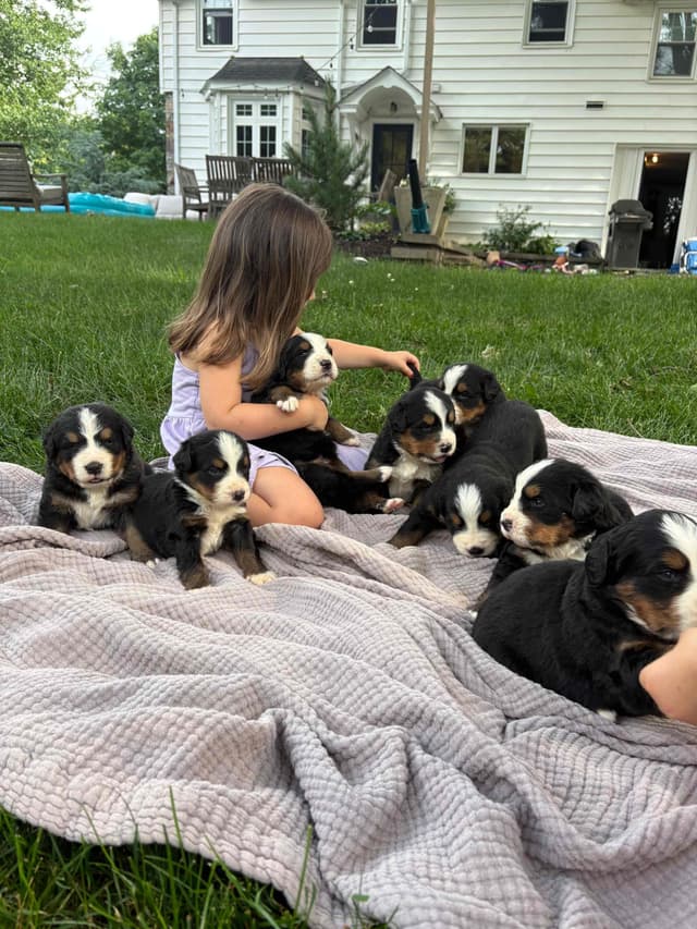 Bernese Mountain Dog Puppies media 10