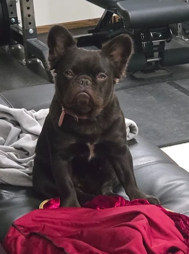 French Bulldog Puppies media 2
