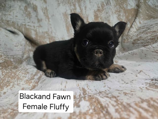 French Bulldog Puppies media 3