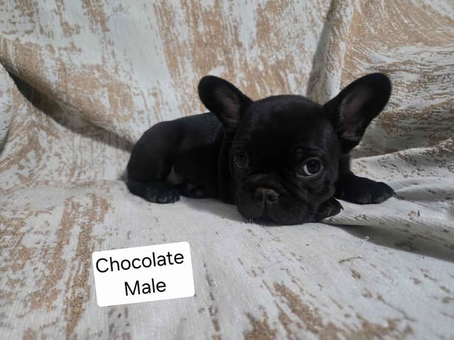 French Bulldog Puppies media 4