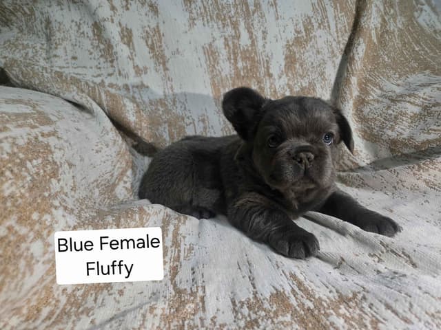 French Bulldog Puppies media 5