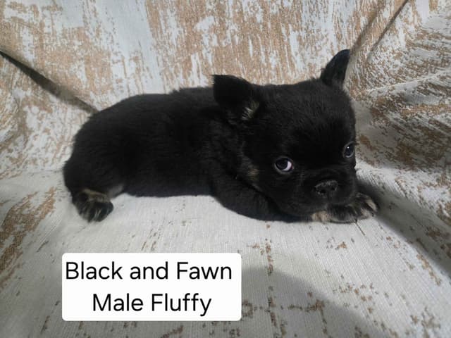 French Bulldog Puppies media 6