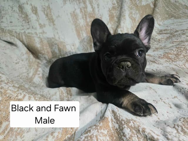 French Bulldog Puppies media 8
